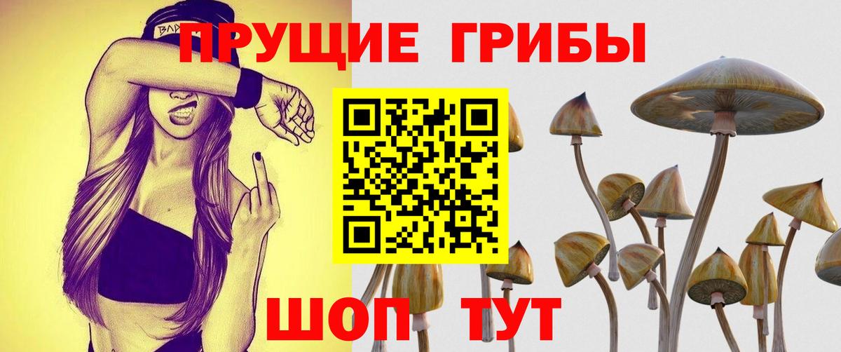 Псилоцибиновые грибы Cubensis Краснознаменск